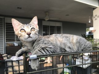 Anise, Cengkih &amp; Mama Spice - Domestic Short Hair Cat