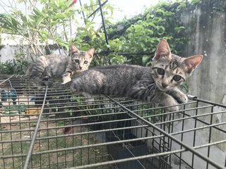 Anise, Cengkih &amp; Mama Spice - Domestic Short Hair Cat