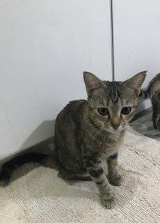 Anise, Cengkih &amp; Mama Spice - Domestic Short Hair Cat