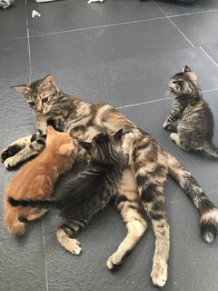 Anise, Cengkih &amp; Mama Spice - Domestic Short Hair Cat