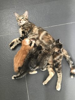 Anise, Cengkih &amp; Mama Spice - Domestic Short Hair Cat