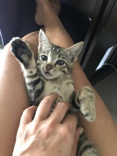 Anise, Cengkih &amp; Mama Spice - Domestic Short Hair Cat