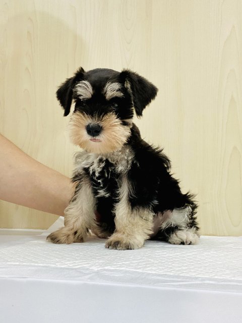 Min - Schnauzer Dog