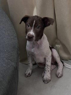 Brownie - Mixed Breed Dog