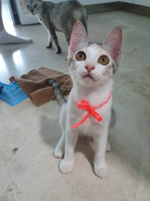  Reina - Domestic Short Hair Cat