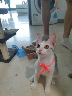  Reina - Domestic Short Hair Cat