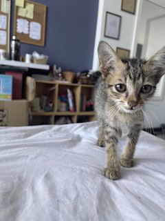 Mini - Domestic Medium Hair Cat