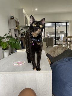 Nala (Spayed) - Domestic Short Hair Cat