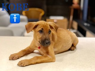 Kobe - Mixed Breed Dog