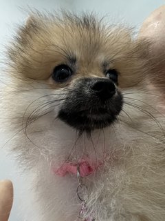 Coffee - Pomeranian Dog