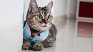 Sweet Camellia  - Domestic Short Hair Cat