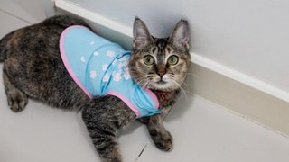 Sweet Camellia  - Domestic Short Hair Cat