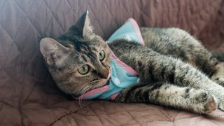 Sweet Camellia  - Domestic Short Hair Cat