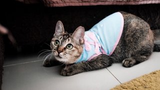 Sweet Camellia  - Domestic Short Hair Cat