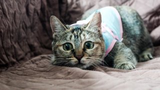 Sweet Camellia  - Domestic Short Hair Cat