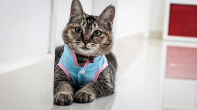 Sweet Camellia  - Domestic Short Hair Cat