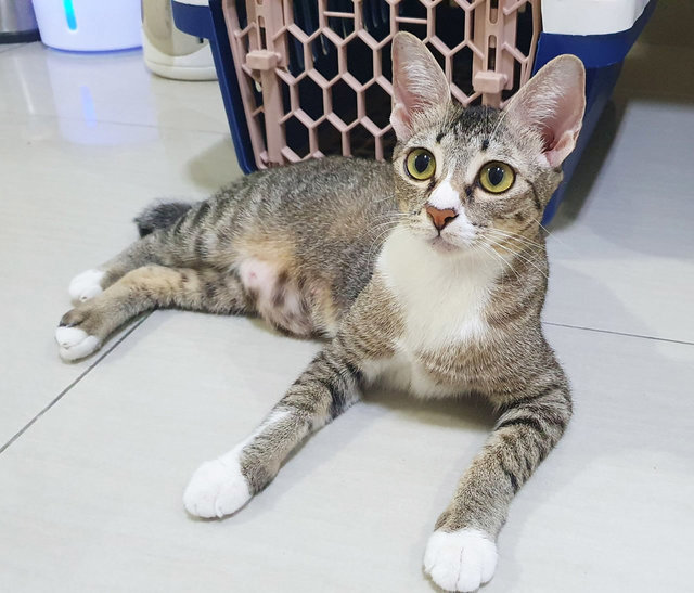 Cleopatra1 - Domestic Short Hair + Tabby Cat