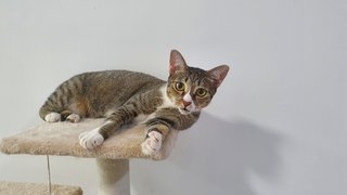 Cleopatra1 - Domestic Short Hair + Tabby Cat