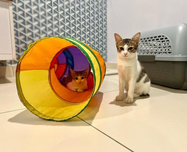 Rainbow And Rain - Domestic Short Hair Cat