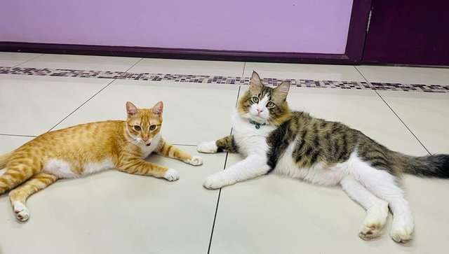 Mario And Leo - Domestic Medium Hair + Persian Cat