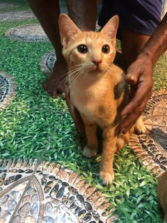 Brownie, Alien, Blacky And Oreo - Domestic Medium Hair Cat