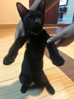 Brownie, Alien, Blacky And Oreo - Domestic Medium Hair Cat