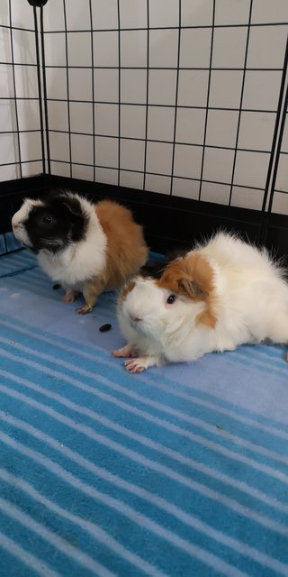 Buster (Right) And Bruce ( Left) - Guinea Pig Small & Furry