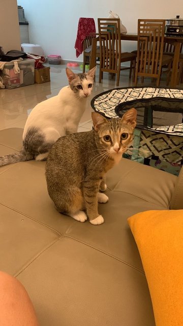 Nana &amp; Bubu - Domestic Medium Hair Cat