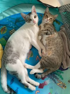 Nana &amp; Bubu - Domestic Medium Hair Cat