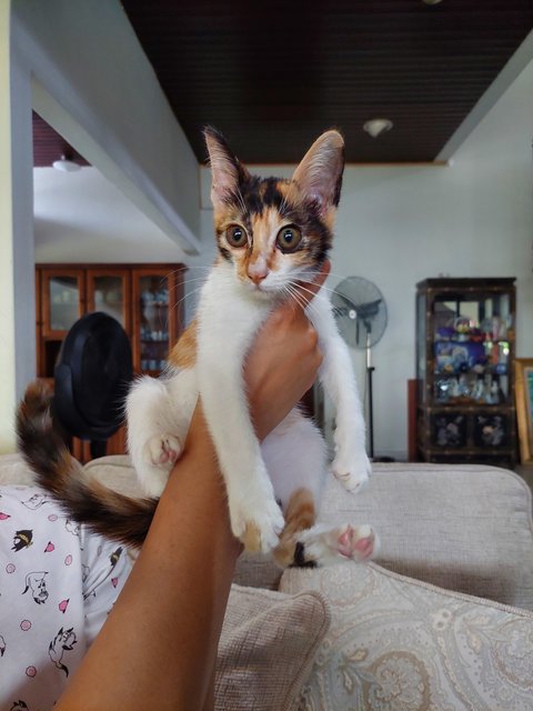 Mittens - Calico + Domestic Short Hair Cat