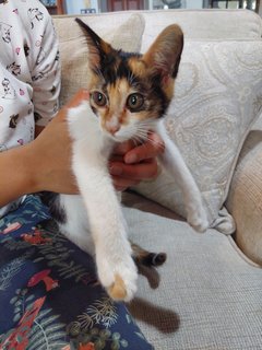 Mittens - Calico + Domestic Short Hair Cat