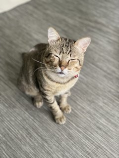 Teacup - Tabby Cat