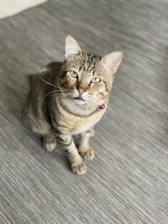 Teacup - Tabby Cat