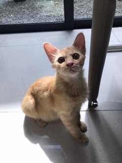 Maple 🍁  - Domestic Short Hair Cat