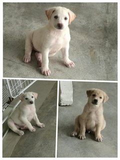  Puppies - Mixed Breed Dog