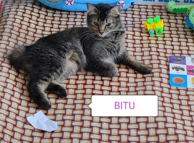 Bitu - Domestic Medium Hair + Domestic Short Hair Cat