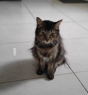 Bitu - Domestic Medium Hair + Domestic Short Hair Cat