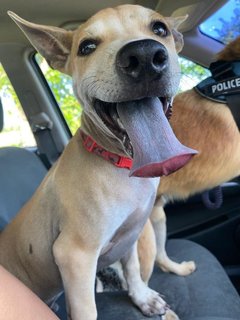 Boobi (Speedy Tripod Puppy) - Mixed Breed Dog