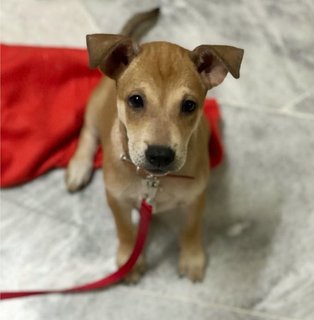 Mochi - Mixed Breed Dog