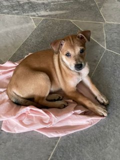 Mochi - Mixed Breed Dog