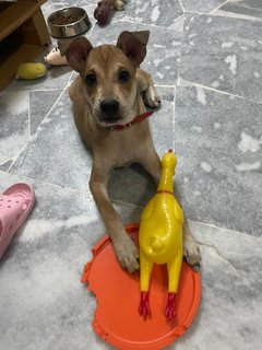 Mochi - Mixed Breed Dog