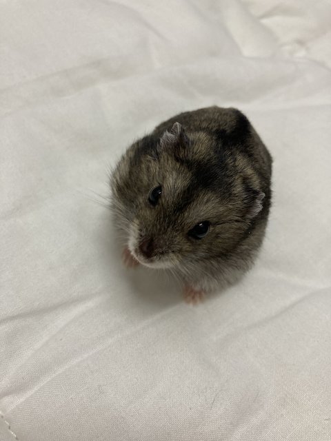 Betty - Short Dwarf Hamster Hamster