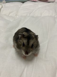 Betty - Short Dwarf Hamster Hamster