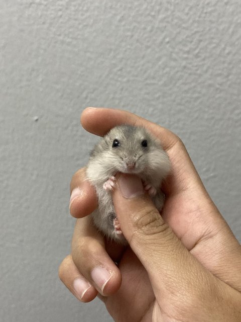 Cheeks, Cookie, Cupcake - Short Dwarf Hamster Hamster