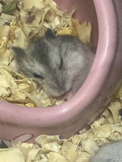 Cheeks, Cookie, Cupcake - Short Dwarf Hamster Hamster