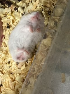 Cheeks, Cookie, Cupcake - Short Dwarf Hamster Hamster