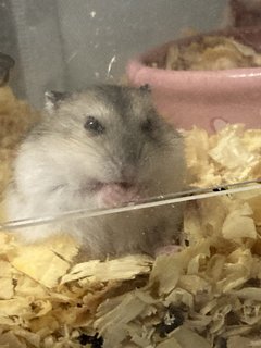 Cheeks, Cookie, Cupcake - Short Dwarf Hamster Hamster