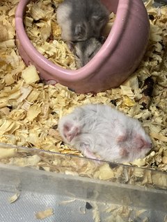 Cheeks, Cookie, Cupcake - Short Dwarf Hamster Hamster