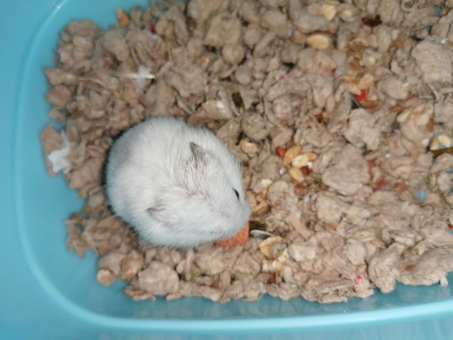 Aspen - Roborovsky's Hamster Hamster