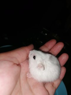 Aspen - Roborovsky's Hamster Hamster